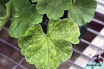 Que signale le géranium avec des taches sur les feuilles?