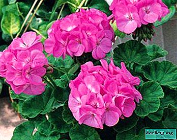 About how to care for geraniums at home in a pot to bloom. Tips for gardeners, as well as photos of plants - Home plants