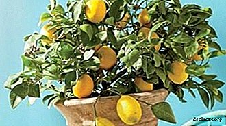 À propos du citron à feuilles persistantes Pavlovsky. Soins à domicile, propagation des plantes, maladies et ravageurs