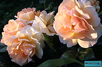 Vista abundante de uma rosa de jardim de gueixa: características de cultivo, descrição e foto de uma flor