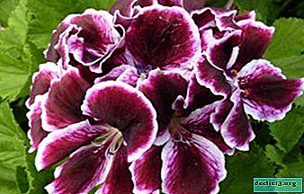 Royal geranium beskæring og andre frodige blomsterbehandlinger