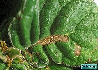 Gloxinia disease overview with photos and treatments