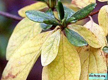 Overview of azalea diseases and pests. What to do to make a green friend healthy?
