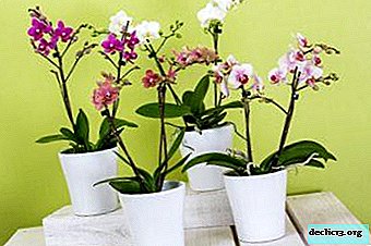 Resumen de macetas para phalaenopsis: vidrio, cerámica y otros tipos. Recomendaciones de selección