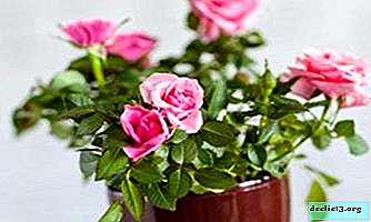 نظرة عامة على مزيج مزيج الورد وميزات العناية. كيف تنمو زهرة في المنزل؟