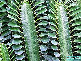 Overview of euphorbia plants with amazing variety of species