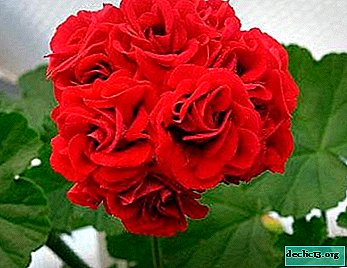 Sortenübersicht Geranium Rosebud, Foto, insbesondere die Pflege zu Hause
