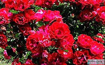 مراجعة أنواع مختلفة من الورود الحمراء ونصائح لمن ومتى لإعطاء مثل هذه الزهور