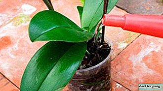 Una descripción general del riego de orquídeas. ¿Qué errores pueden ser y cómo prevenirlos?