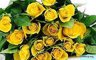 Overview of the types and varieties of beautiful yellow roses. Photos, descriptions, garden placement tips