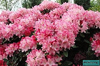 Overview of garden azalea species: Gibraltar, Fireworks, Chanel and others