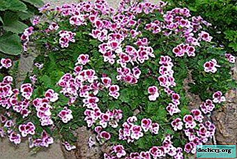 Charming Angel Geranium - Care and Propagation Features - Home plants