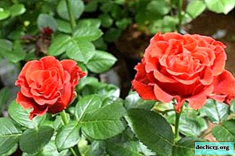 Charming Beauty - El Toro Rose