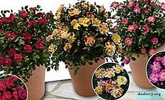Charming mini rose in a pot: description, origin and proper care at home