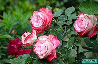 Ternura Encantadora - Rosa Princesa de Mónaco