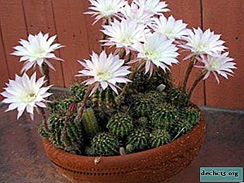 Žavingas kaktusų echinopsis - pagrindiniai jo tipai, priežiūros ir dauginimo instrukcijos