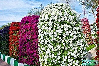 การจัดดอกไม้ที่สวยงามในสวนหรือในสนามเมื่อปลูกพิทูเนียในพื้นที่โล่ง: ความแตกต่างและการดูแลรักษา