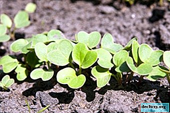 Lưu ý cho người làm vườn: củ cải xuất hiện bao nhiêu ngày sau khi gieo và làm thế nào để tăng tốc quá trình này?