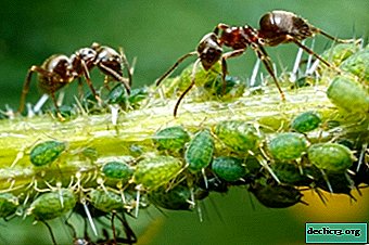 Une relation dangereuse pour la plantation est une symbiose de fourmis et de pucerons. Comment protéger les plantes?