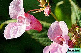 Description of Iron-balsam Balsam: medicinal properties of a wild plant and its photo