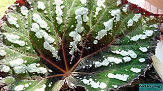 Description of decorative and deciduous begonias and nuances of plant care at home