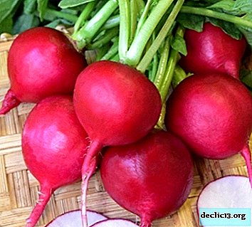 Description, characteristics and features of growing Krasnodar Duro radish - Vegetable growing