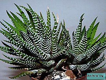 Description of Haworthia striped and tips for caring for it at home
