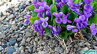 Description and photo of a flower violet forest. Growing and caring expert tips