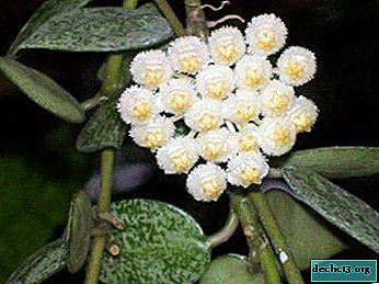 Description and photo of Hoya Lacunose flower, methods of reproduction and care features