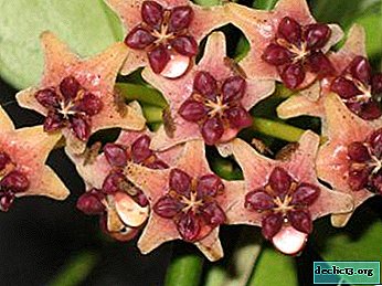 Beschreibung und Fotos der exotischen Schönheit Hoya Lobby
