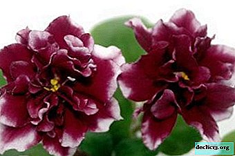 Description and photo of violet "Shanghai rose", as well as other popular varieties of breeder Elena Korshunova