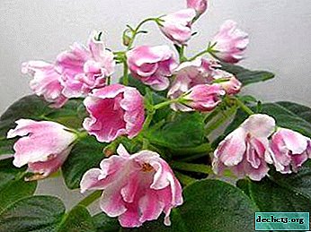 Descripción y foto de la violeta Magic Tulip, así como otras variedades de la reproductora Natalya Skornyakova