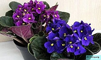 Description and photos of violets "Forest Magic", "Your Majesty", "Coquette", "Jupiter" and others