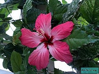 Descrição e foto do hibisco variegado. Regras para cuidados e reprodução em casa