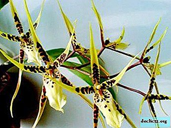 Opis in fotografije orhidej Brassia, pa tudi oskrba rastlin