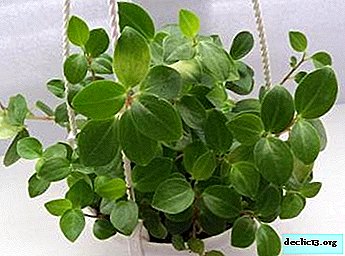 Description and photo peperomia golovatovoy. Features of caring for an unpretentious plant and its propagation