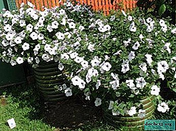 Description and photo of typhoon silver petunia, as well as care for this plant