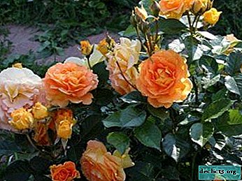 Description et photos de la rose d'escalade Polka. Entretien et reproduction des plantes