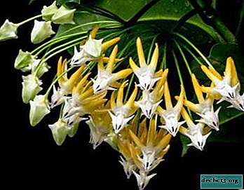 คำอธิบายและรูปถ่ายของพืชที่เรียกว่า Hoya multiflora ดูแลบ้าน