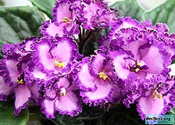 Descrição e foto das variedades de violetas do criador Lebetskaya: “Chantilly”, “Carrossel”, “Giselle” e outros tipos