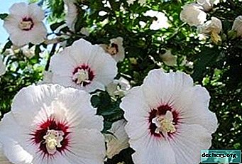 Opis in fotografije Sorte hibiskusa bele. Kako skrbeti za rože in druge nianse