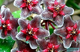 Descripción y foto de las variedades de Hoya Publishalis: Silver Pink, Splash y Red. Cultivo y cuidado