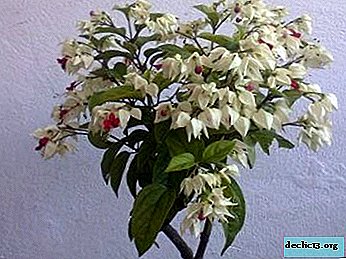 Description and photo of varieties of clerodendrum inerme, as well as tips for caring for the plant