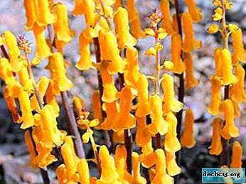Beschreibung und Fotos der Sorten Lashenalia sowie die Schwierigkeiten bei der Pflege einer kapriziösen Pflanze