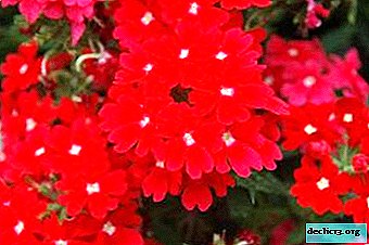 Description and photos of verbena, planting and care of plants