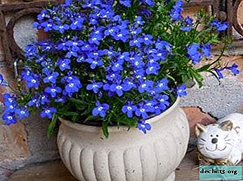 Description and photos of perennial lobelia species, as well as planting and plant care features