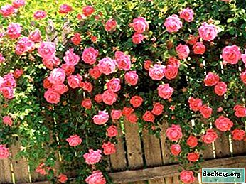 Description and photos of winter-hardy varieties of climbing roses, varieties that bloom all summer. And also about landing and leaving