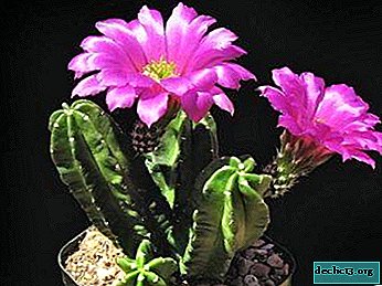 Description and features of all types of echinocereus and their photo
