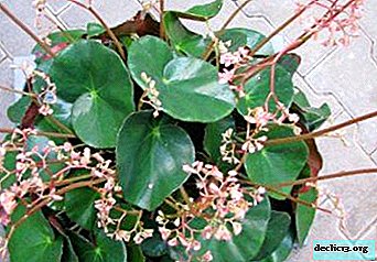 Kambarinio augalo „Fist begonia“ aprašymas ir naudingos savybės. Sodinimo ir priežiūros patarimai, gėlių nuotrauka
