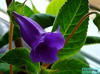 Descrição e variedades de teidea. Como cuidar desta flor?